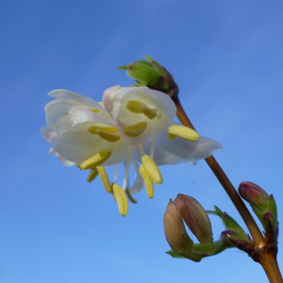 Lonicera x purpusii 'Winter Beauty' - 