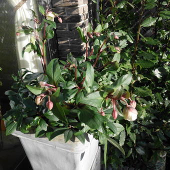 Helleborus