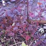 Physocarpus opulifolius 'Andre' - 