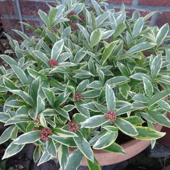 Skimmia japonica 'MAGIC Marlot'