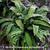 Asplenium scolopendrium