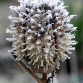 Datura stramonium