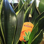 Sansevieria trifasciata - Langue de belle mère