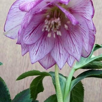 Helleborus x hybridus 'SPRING PROMISE Lily'