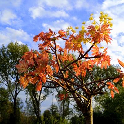 Acer platanoides 'Globosum' - 