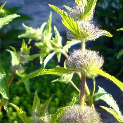 Phlomis tuberosa - SAUGE DE JÉRUSALEM - Phlomis tuberosa