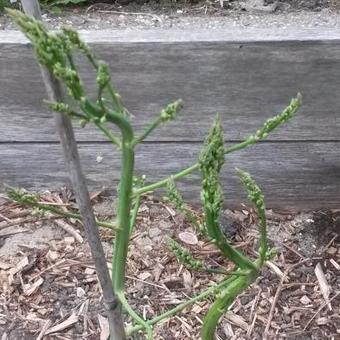 Asparagus officinalis 'Vroege van Argenteuil'