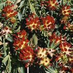 Anthyllis vulneraria 'Coccinea'