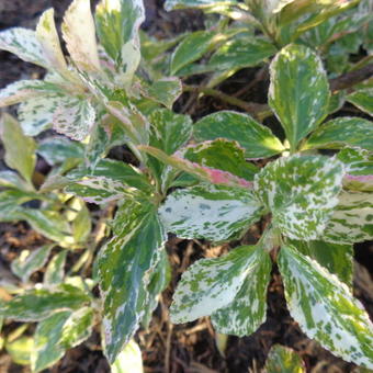 Euonymus fortunei 'Harlequin'