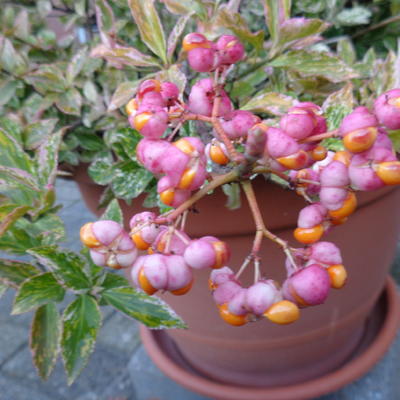 Euonymus fortunei 'Harlequin' - Euonymus fortunei 'Harlequin'