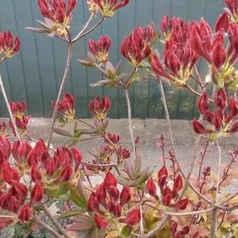 Rhododendron luteum 'Royal Command'