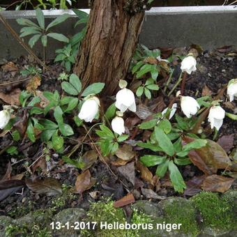 Helleborus niger