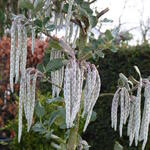 Garrya elliptica 'James Roof' - 