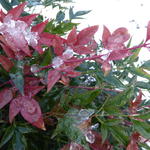 Nandina domestica 'Firepower' - Nandina domestica 'Firepower'