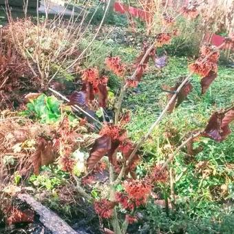 Hamamelis x  intermedia 'Sister Jelena'