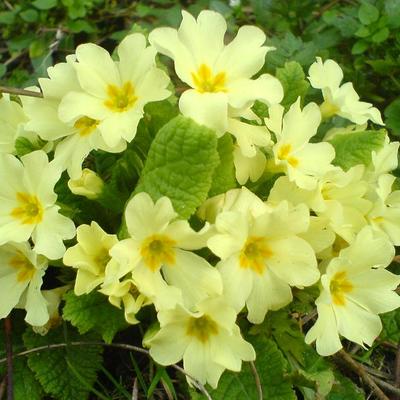 Stängellose Schlüsselblume - Primula vulgaris