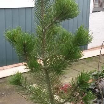 Pinus heldreichii 'Satellit'