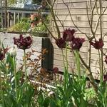 Tulipa 'Black Parrot' - 