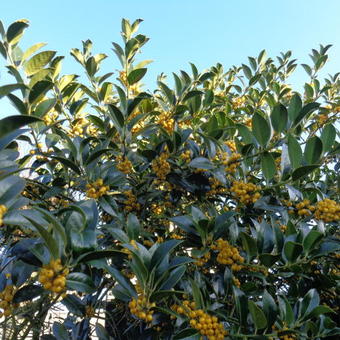 Ilex aquifolium 'Bacciflava'