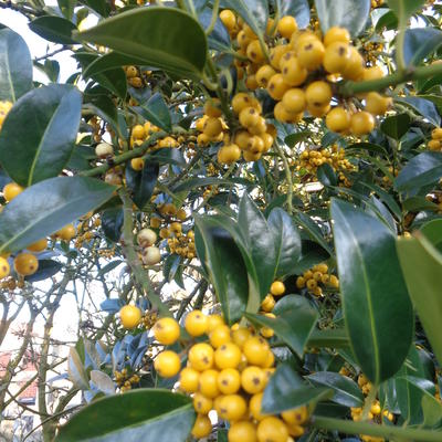 Ilex aquifolium 'Bacciflava' - 