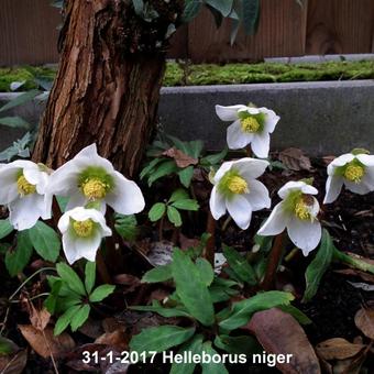 Helleborus niger