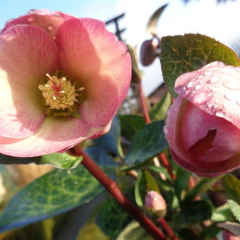 Helleborus 'Penny's Pink'