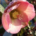 Helleborus 'Penny's Pink' - Helleborus 'Penny's Pink'