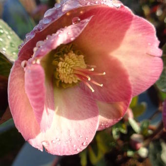 Helleborus 'Penny's Pink'