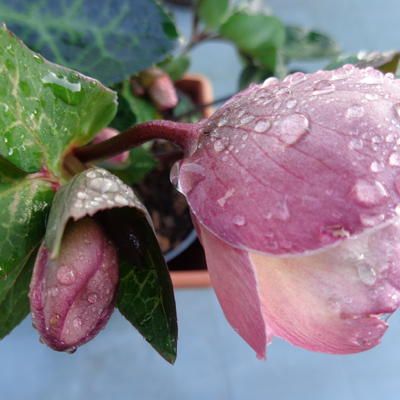 Helleborus 'Penny's Pink' - 