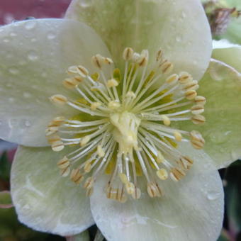 Helleborus x ericsmithii HGC 'Marlon'