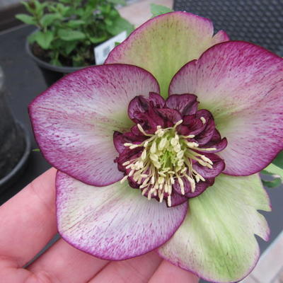 Helleborus orientalis 'Dark Dress' - 