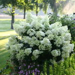 Hydrangea paniculata 'Bobo' - 