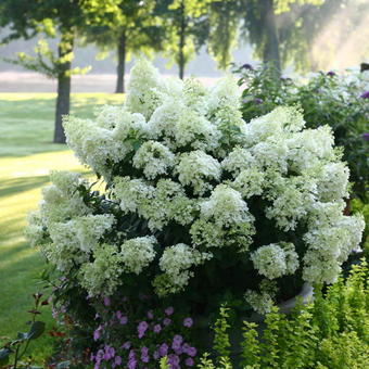 Hydrangea paniculata 'Bobo'