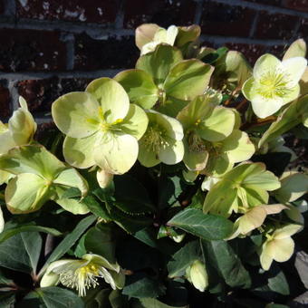 Helleborus x ericsmithii HGC 'Marlon'