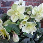 Helleborus x ericsmithii HGC 'Marlon' - 