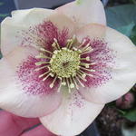 Helleborus orientalis 'Ashwood Fascination' - 