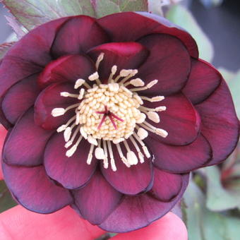 Helleborus orientalis 'Black Petticoat'