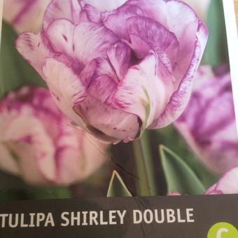 Tulipa 'Shirley Double'