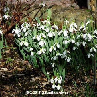 Galanthus elwesii