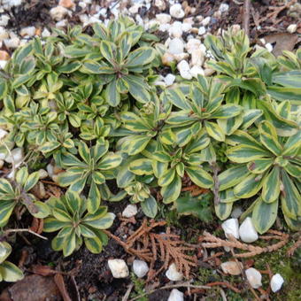 Arabis ferdinandi-coburgi 'Old Gold'