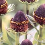 Rudbeckia occidentalis 'Black Beauty' - 