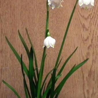 Leucojum vernum