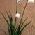 Leucojum vernum