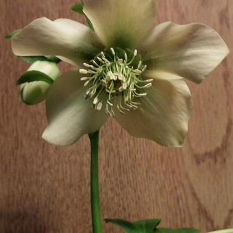 Helleborus orientalis