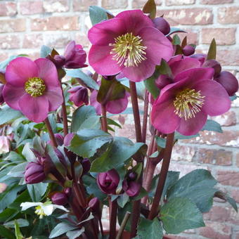 Helleborus x nigercors 'Anna's Red'