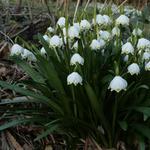 Leucojum vernum - Nivéole de printemps