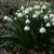 Leucojum vernum