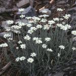 Achillea ageratifolia - Ageratumblättrige Schafgarbe