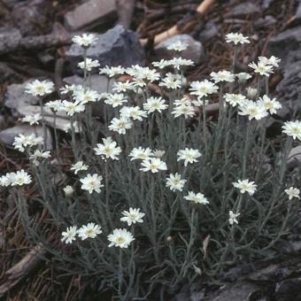 Achillea ageratifolia