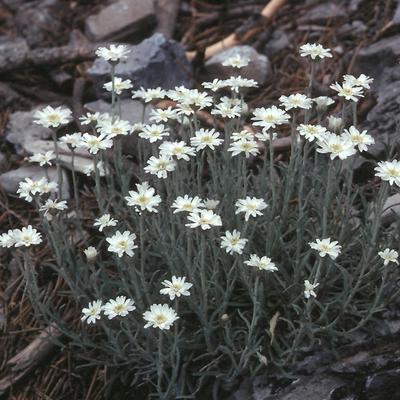 Achillea ageratifolia - 